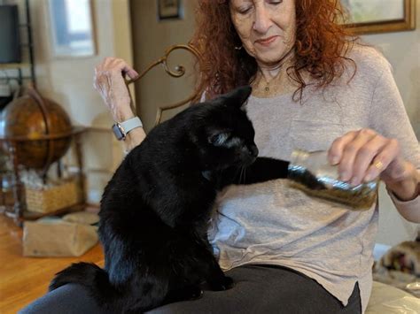 stlsitter|cat sitting st louis.